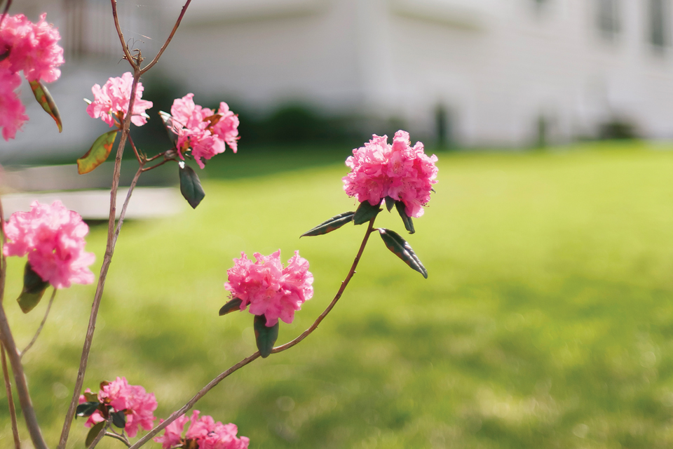 pink flowers in yard